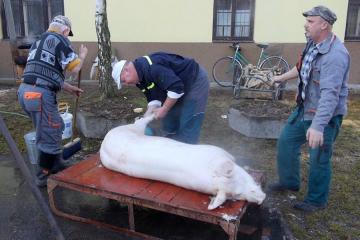 Fašiangová zabíjačka 2014 Fašiangová zabíjačka 2014